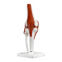 Articulation du genou (modèle fonctionnel)